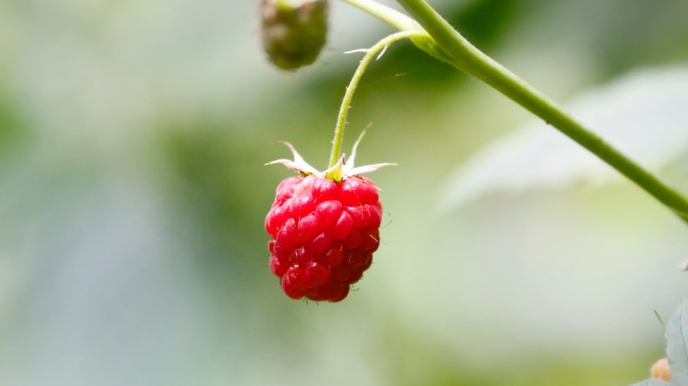 How to grow raspberries Patch Plants